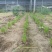 韭菜根韭菜苗品质保证基地直供货源充足客户满意