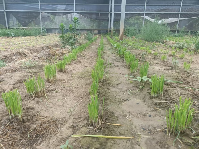 韭菜根韭菜苗品质保证基地直供货源充足客户满意