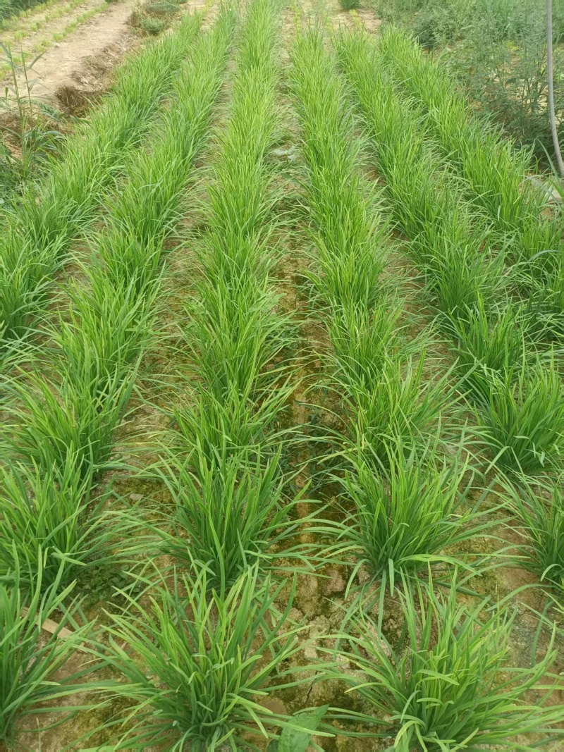 韭菜根韭菜苗品质保证基地直供货源充足客户满意