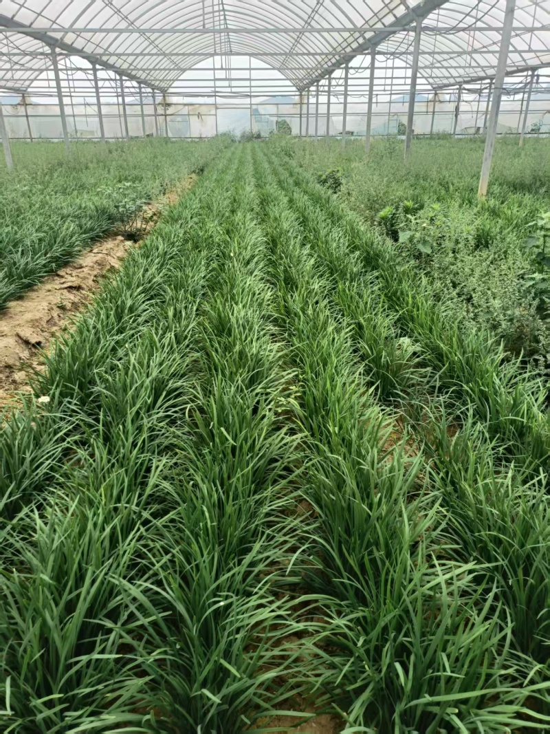 韭菜根韭菜苗品质保证基地直供货源充足客户满意