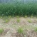 韭菜根韭菜苗品质保证基地直供货源充足客户满意