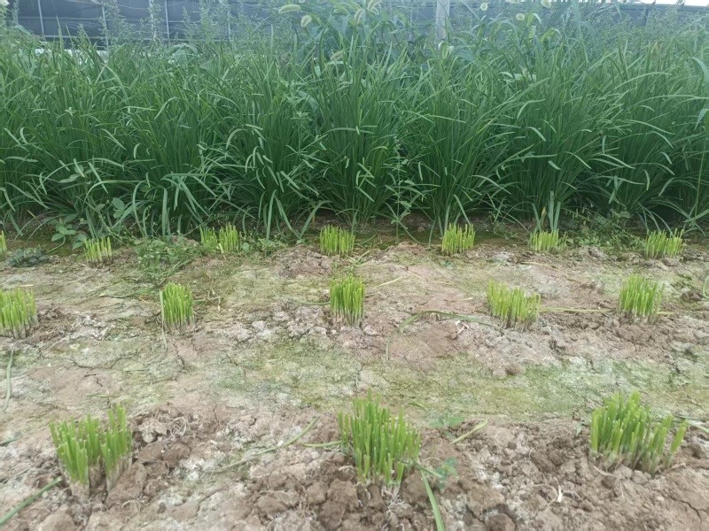 韭菜根韭菜苗品质保证基地直供货源充足客户满意