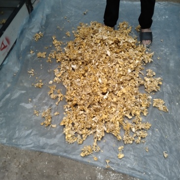 黄金菇