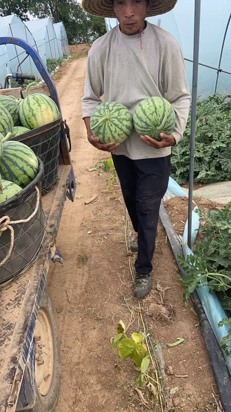 【优质推荐】麒麟西瓜即将开园！量大从优保质保量欢迎来电