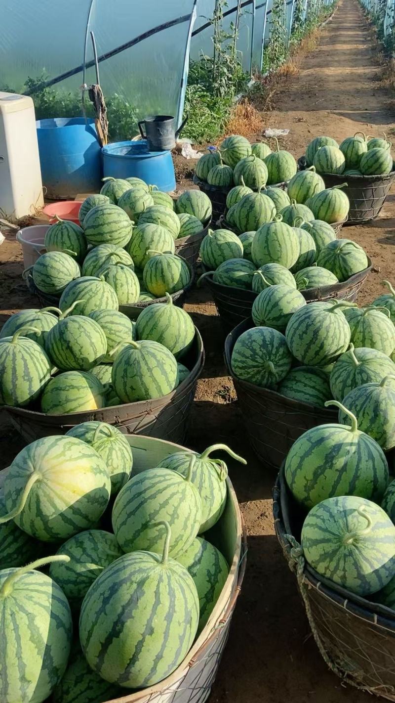 【优质推荐】麒麟西瓜即将开园！量大从优保质保量欢迎来电