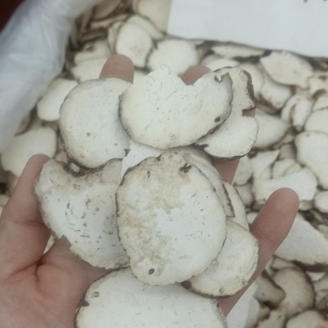 重楼片规格多货品齐符合药典标准的重楼片需要的详谈
