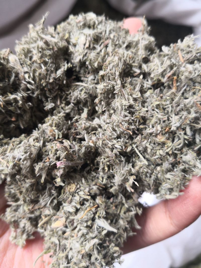 茵陈过风车选货绵茵陈量大优惠