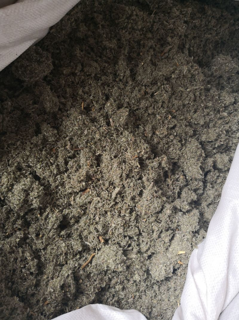 茵陈过风车选货绵茵陈量大优惠