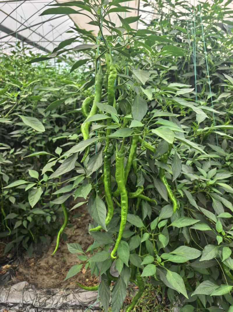 通货线椒富栖基地直供