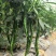 通货线椒富栖基地直供
