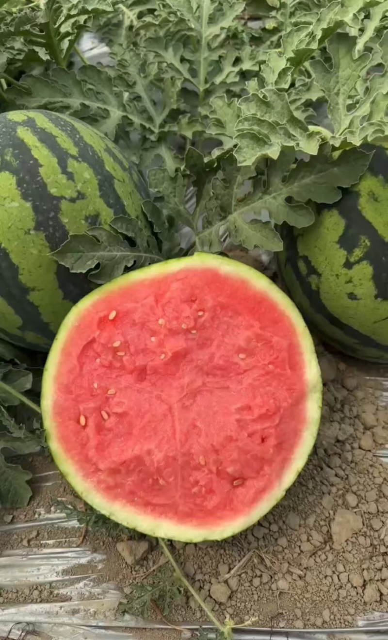 白银西瓜硒砂瓜西瓜产地直发大量现货供应