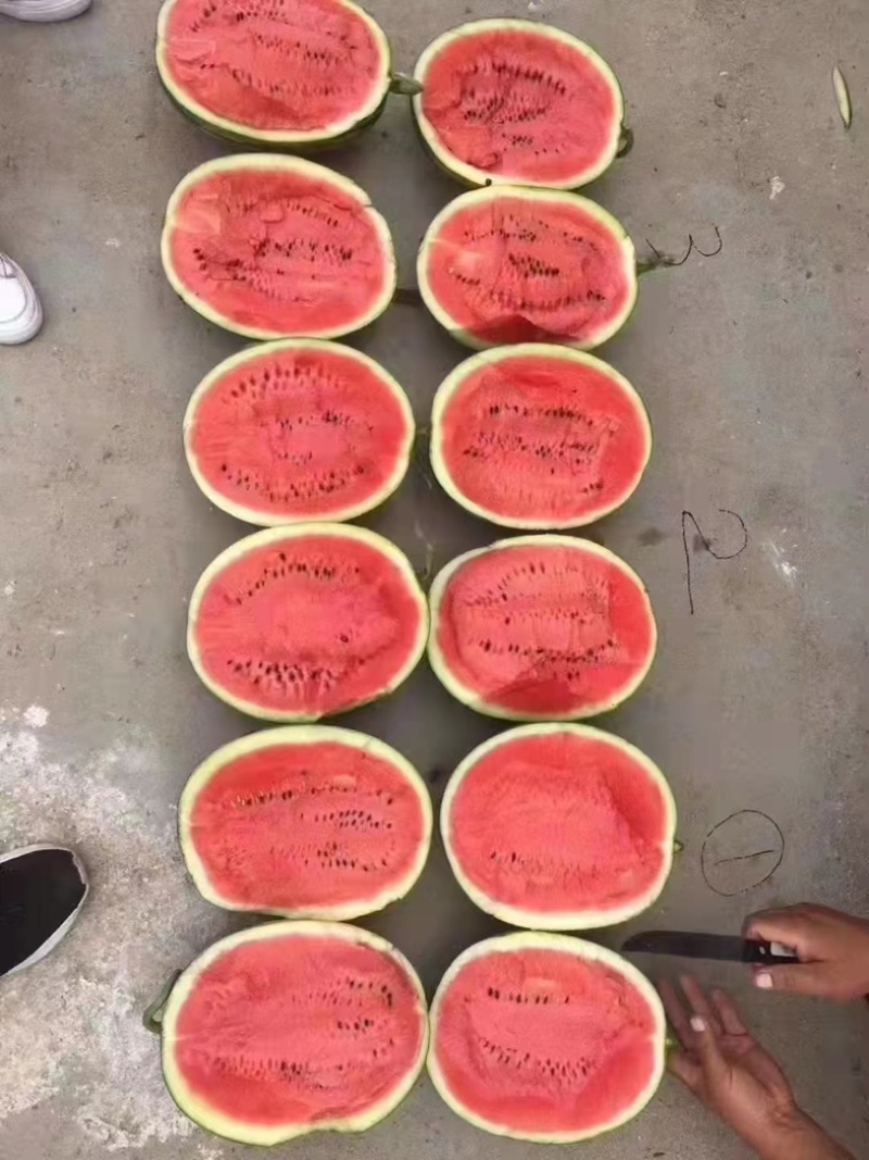 白银西瓜硒砂瓜西瓜产地直发大量现货供应