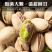 2025年新货开心果大颗粒批发坚果原味休闲零食干果开心果