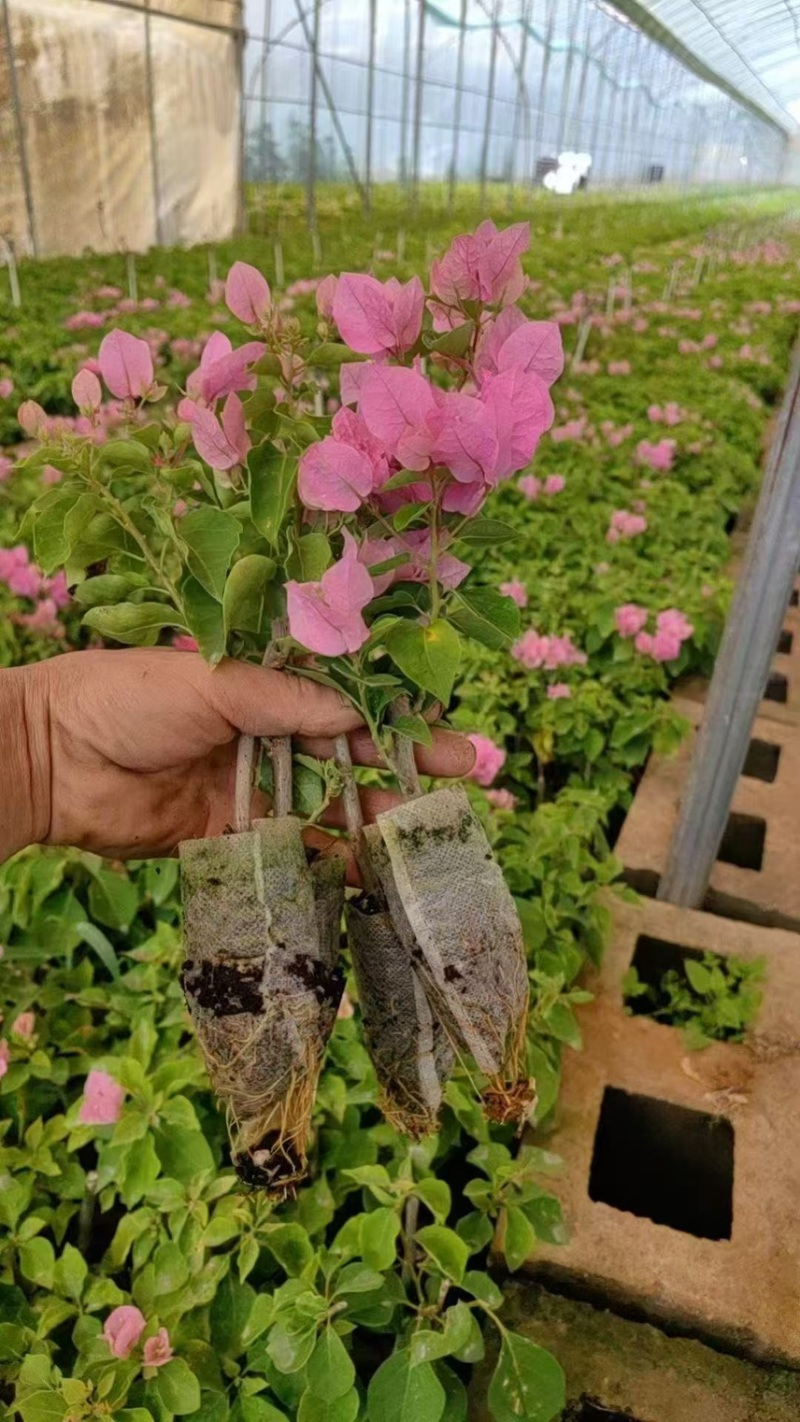 云南彩色三角梅/基地直发/绿化苗木/颜色随机发货