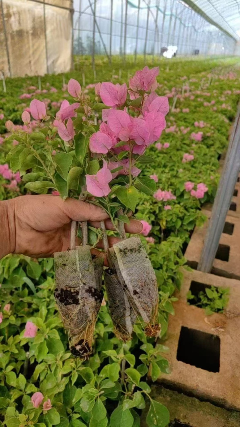云南彩色三角梅/基地直发/绿化苗木/颜色随机发货