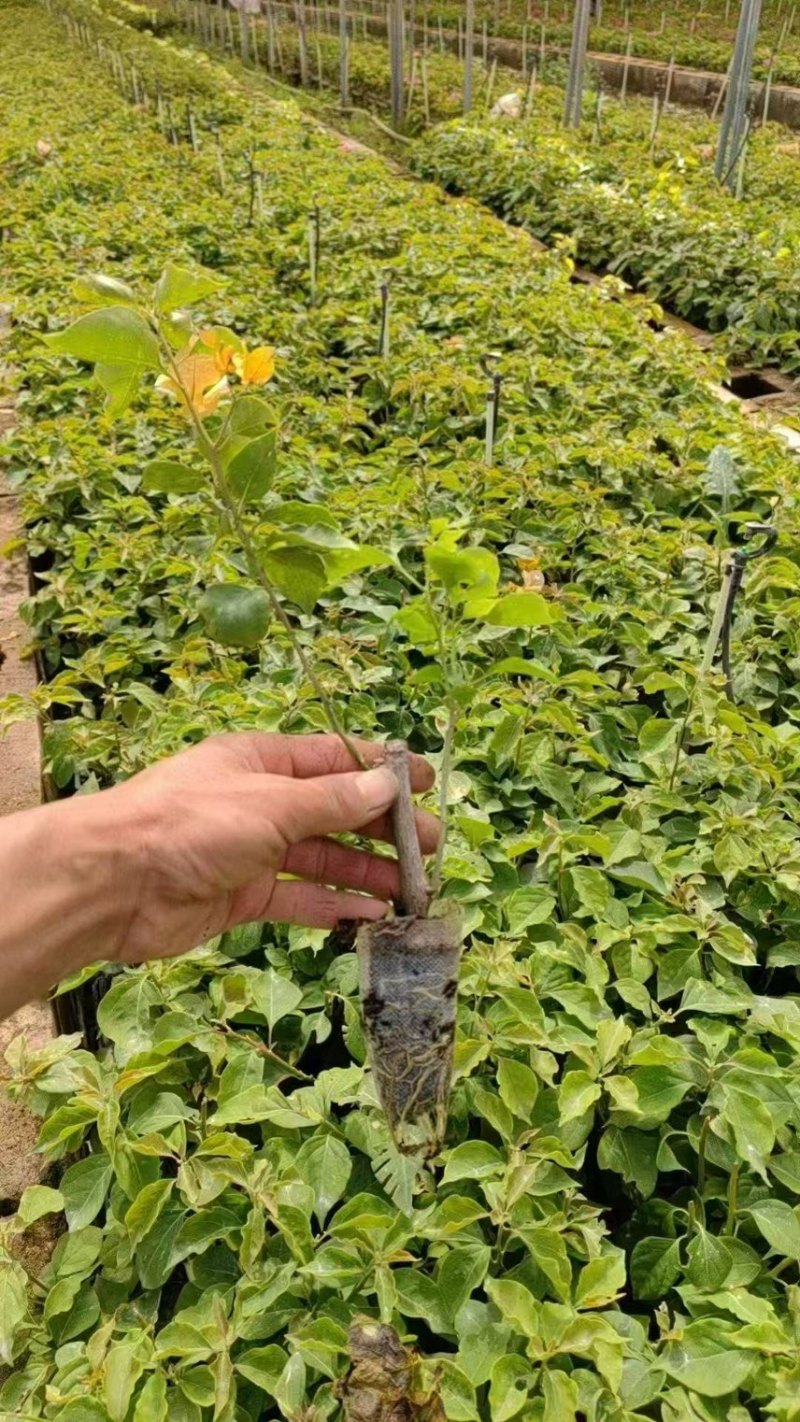 云南彩色三角梅/基地直发/绿化苗木/颜色随机发货