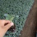 德瑞特黄瓜苗，都是标准的一叶一芯