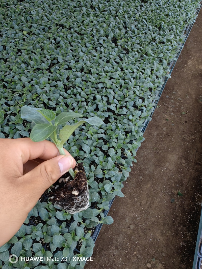 德瑞特黄瓜苗，都是标准的一叶一芯