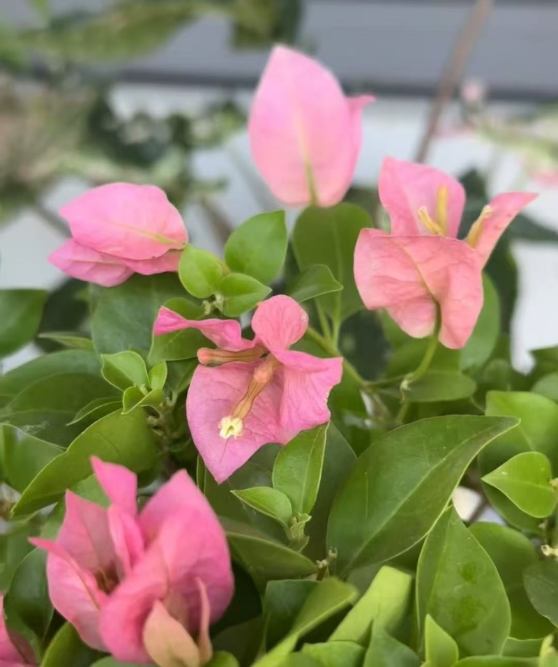 云南彩色三角梅/基地直发/绿化苗木/颜色随机发货