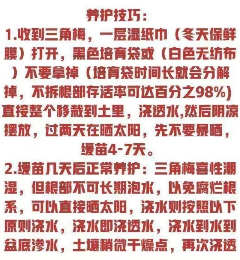 云南彩色三角梅/基地直发/绿化苗木/颜色随机发货