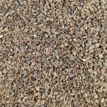芹菜籽新货无杂质中药材芹菜子散装批发量大从优