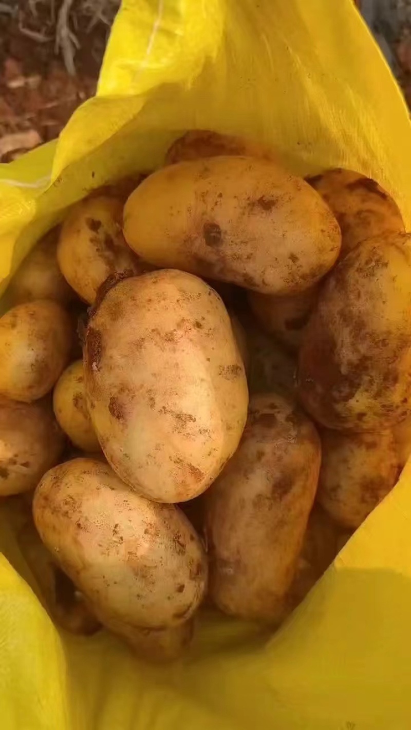 黄皮黄心土豆,湖北产区露天新鲜土豆大量上市，一手货源
