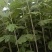 端午艾草