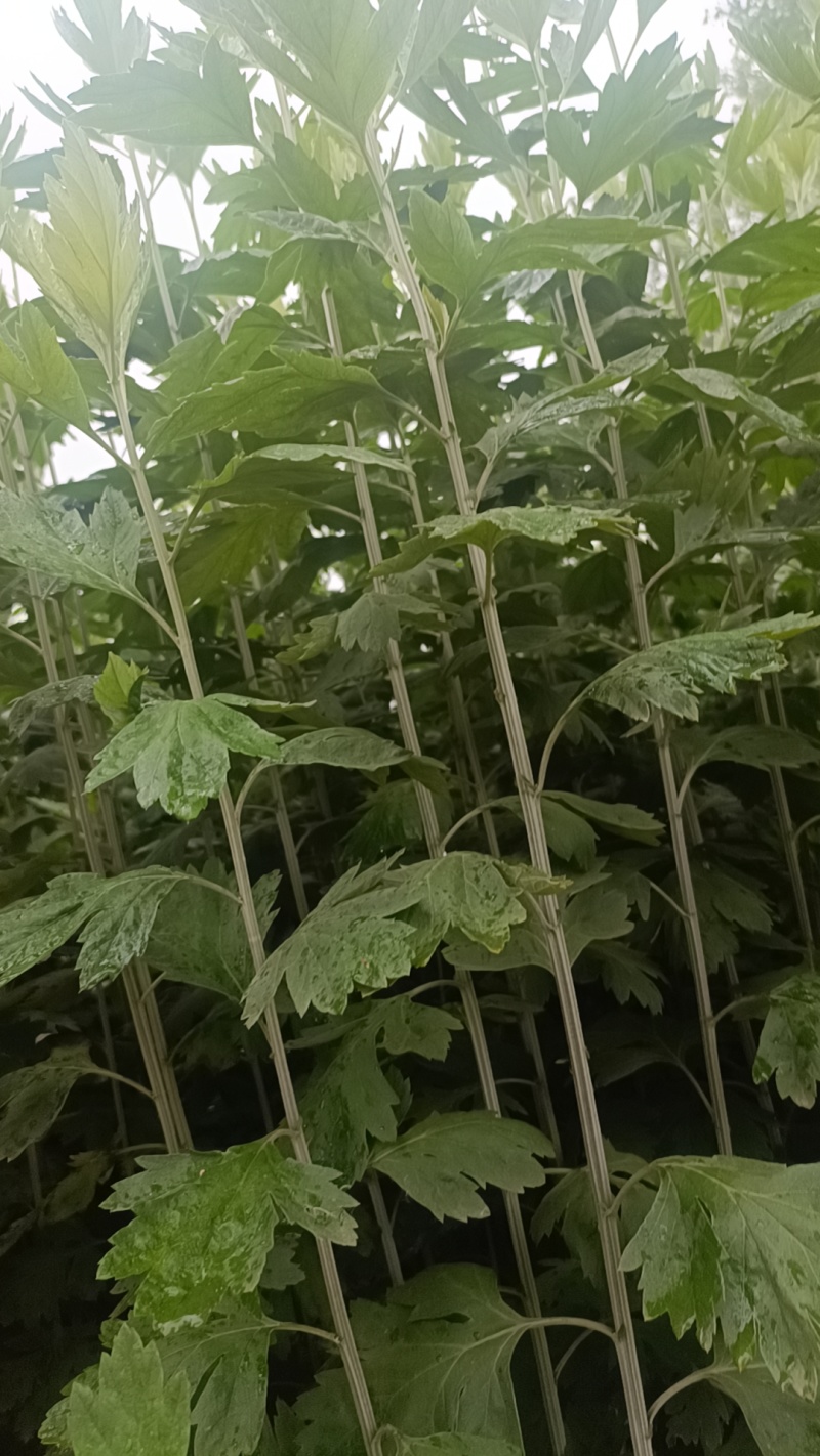 端午艾草