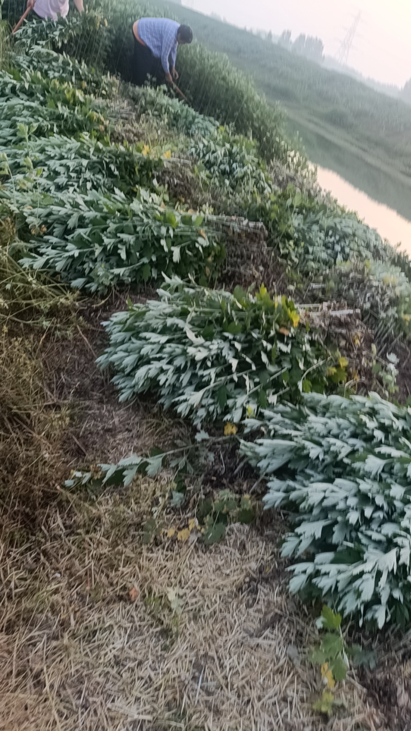 端午艾草