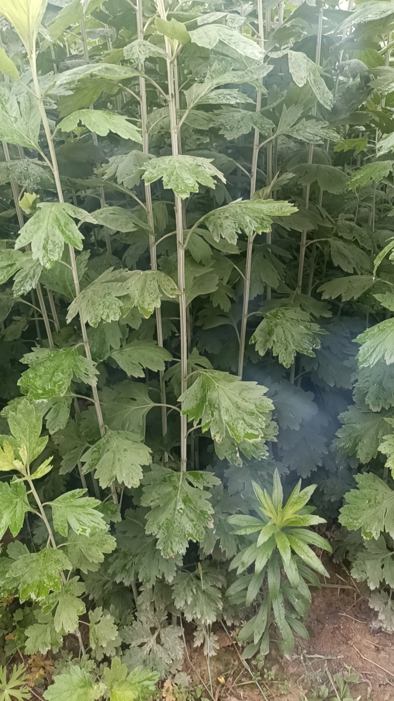 端午艾草