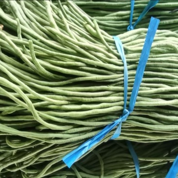 山东菏泽长豆角，青条豆角大量供应，对接全国市场电商商超
