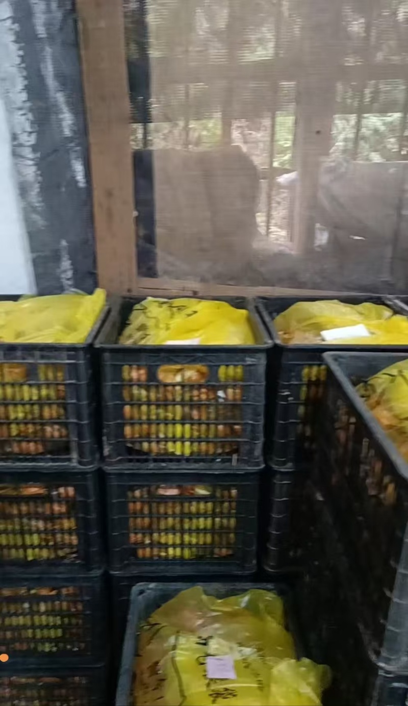 咸鸭蛋全国发货厂家直销批发电话联系可谈