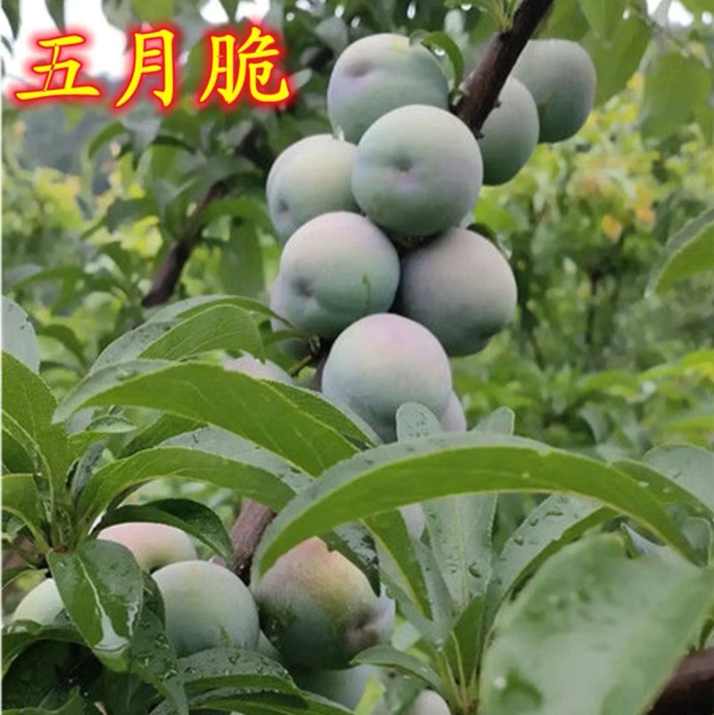 四川精品五月脆李子源头产地一手货源全国可发对接市场商超电