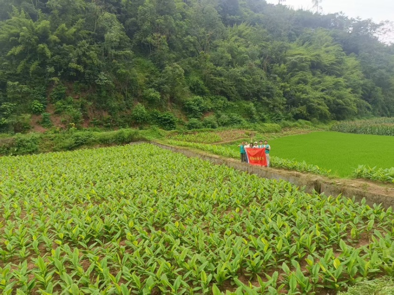 干姜黄姜黄之乡犍为县产地直发质优价廉欢迎咨询