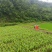 【干姜黄】犍为县姜黄自有基地种植加工销售品质保证