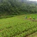 【干姜黄】犍为县姜黄自有基地种植加工销售品质保证
