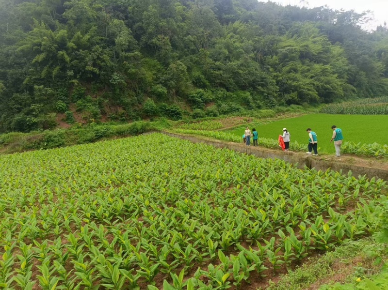 【干姜黄】犍为县姜黄自有基地种植加工销售品质保证