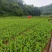 【干姜黄】犍为县姜黄自有基地种植加工销售品质保证