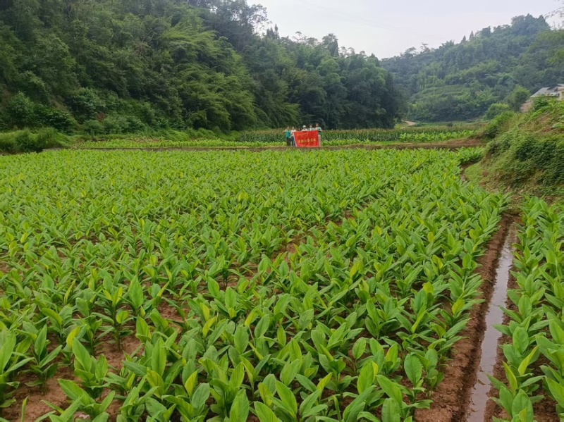 【干姜黄】犍为县姜黄自有基地种植加工销售品质保证