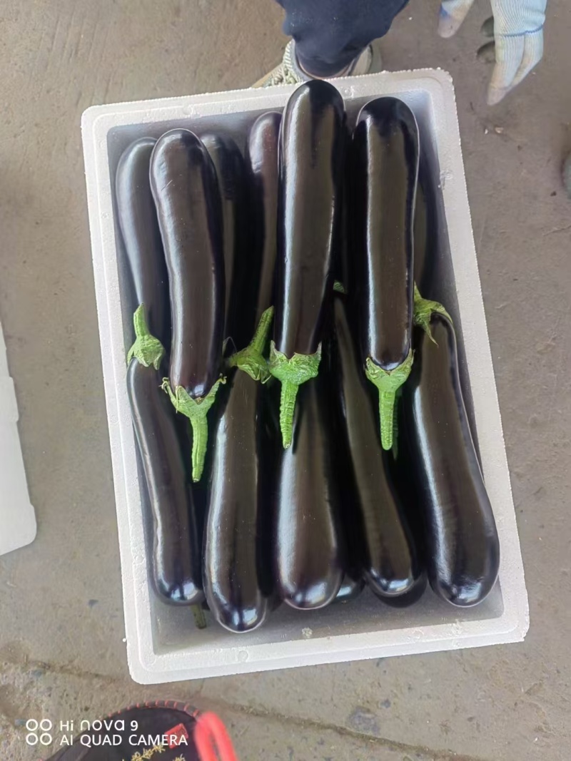 茄子，绿把茄子，烧烤茄子，大量供应，基地直供