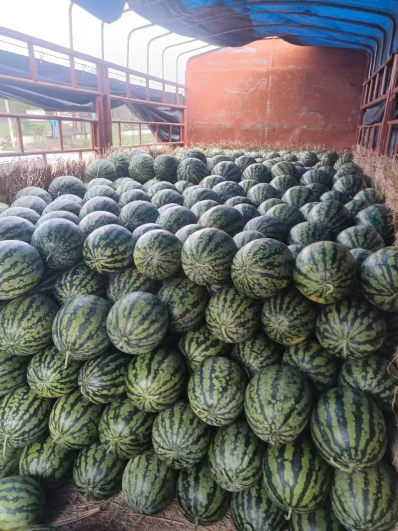 甜王西瓜整车发货全国各地