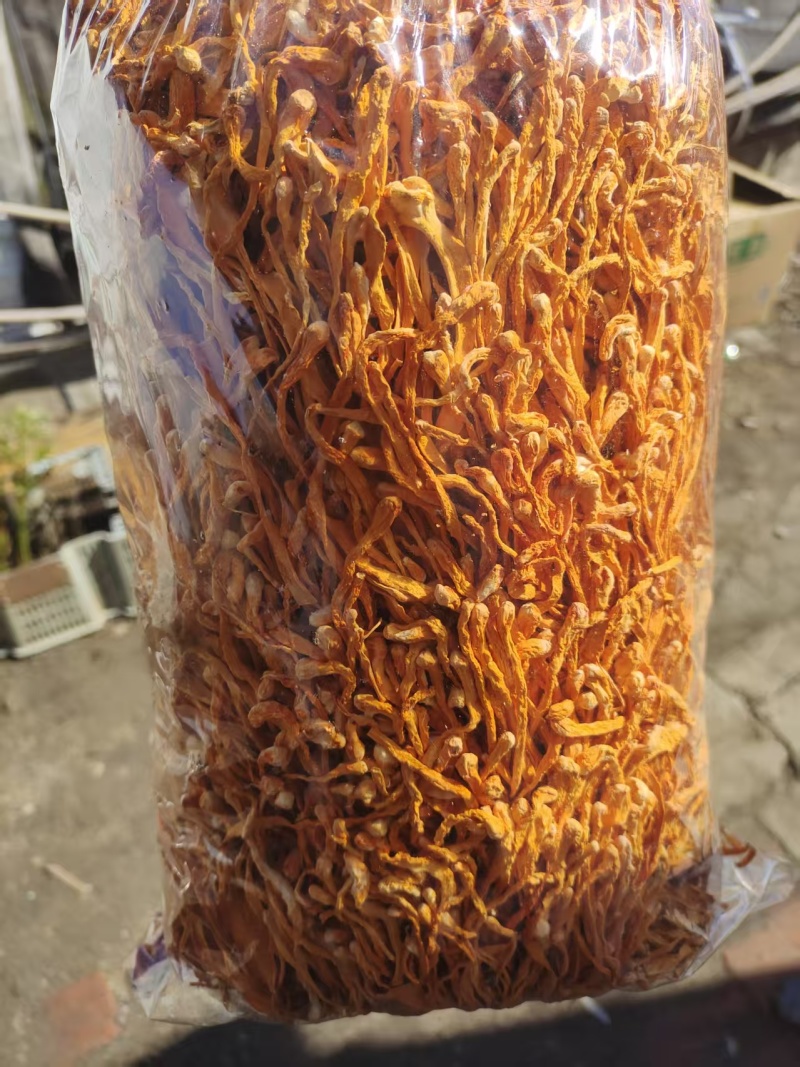 虫草花批发干货北虫草土特产蛹虫草产地直销