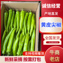 【推荐】陕西尖椒大量现货供应需要的老板联系面向全国接单