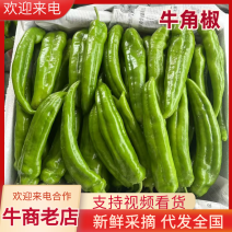 【力推】陕西牛角椒现货供应需要的老板联系面向全国接单