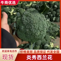 西蓝花大量上市需要的老板联系面向全国接单