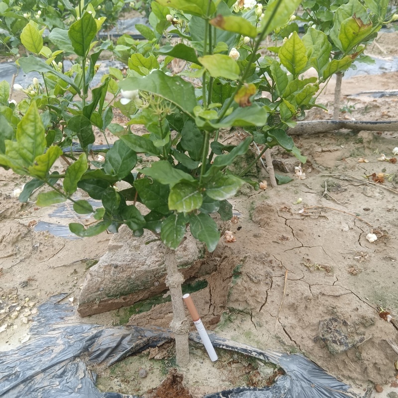 茉莉花精品单杆独苗/棒棒糖造型/茉莉花盘景中的猛料