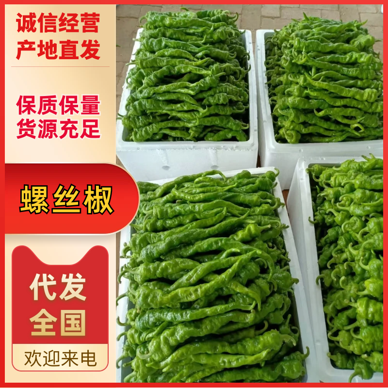 【推荐】螺丝椒大量上市需要的老板联系产地货源
