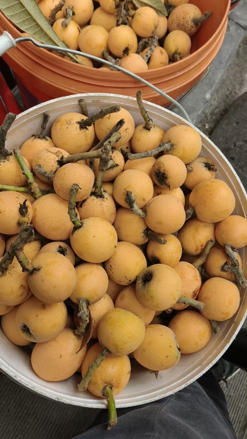 枇杷