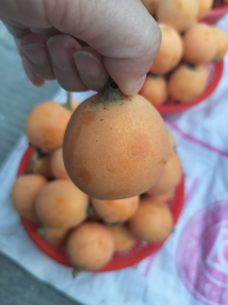 枇杷