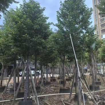 乐昌含笑12-13公，普宁现货，有需要的老板来电咨询